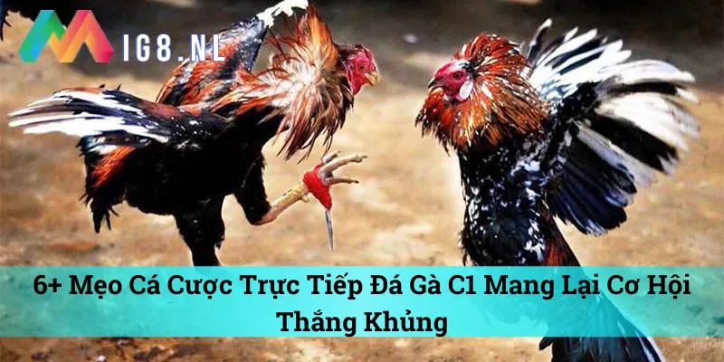 mẹo cá cược trực tiếp đá gà C1