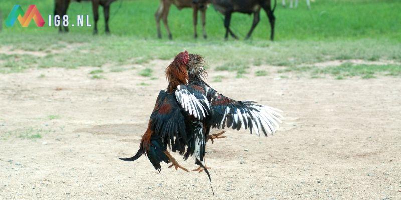 đá gà ăn tiền trực tiếp