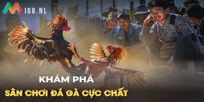 Tìm hiểu về từng hình thức đá gà