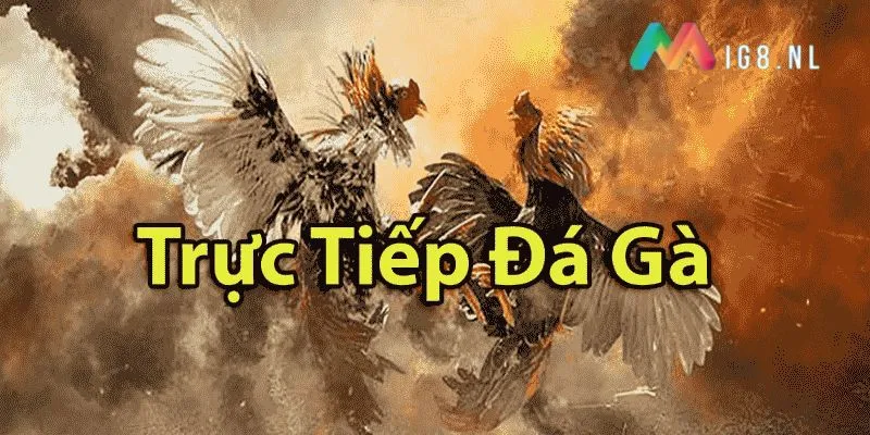 Đá gà trực tiếp C4 tại đá gà Mig8